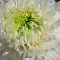 *** :: Виктор Иванович Чернюк *** :: Виктор Иванович Чернюк