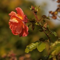 Осенние красавицы :: Светлана Тихонина