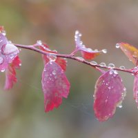 *** :: Владимир Безбородов