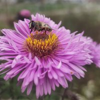 Последние (осенние) букашки 2025 . . :: AZ east3 Последние (осенние) букашки 2025 . . :: AZ east3