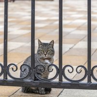 За церковными воротами :: Валерий Иванович