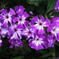 Радуют красотой :: Людмила Смородинская