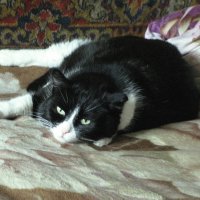 Проснулся, а вставать не хочется :: Людмила Смородинская