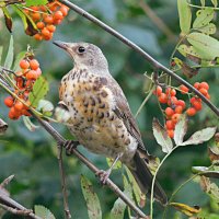 Дрозд-рябинник :: Лина 
