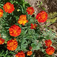 Цветы. :: Владимир Драгунский Цветы. :: Владимир Драгунский