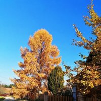 Лиственица в осеннем наряде :: Александр Щеклеин