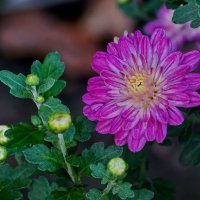 Цветок Осени... :: Николай Саржанов