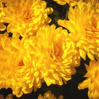 * :: Svetlana Galvez * :: Svetlana Galvez