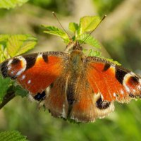 Павлиний глаз видавший виды... :: Константин Штарк