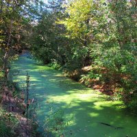 течёт зелёная река :: Елена Шаламова течёт зелёная река :: Елена Шаламова