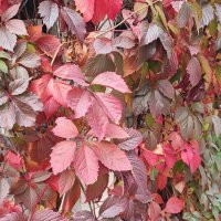 ,,, :: Сергей Тимоновский ,,, :: Сергей Тимоновский