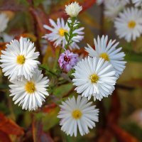 Белые сентябринки :: Светлана 