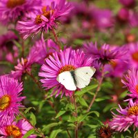 Белянка :: Светлана 