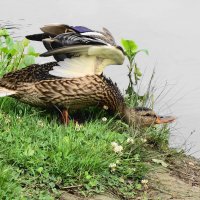 Потягушечки... :: Рита Симонова