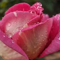 Роза после дождя :: Валерий Ткаченко