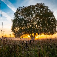 Паутина. :: Валерий 