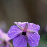 От лета привет :: Александр Кондаков