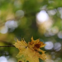 На свету. :: Александр Кондаков