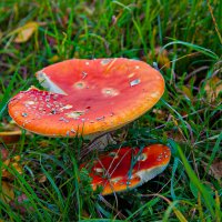 Красавец мухомор. :: Lucy Schneider 