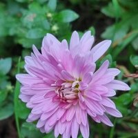 Нежно-розовая... :: Наталья 