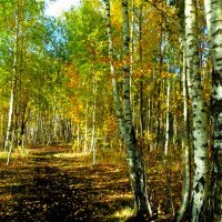 Берёзовая рощица :: Aida10 