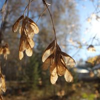 Осень :: Евгения Каравашкина