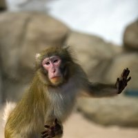Японская макака. :: Виктор Шпаков