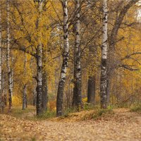 Берёзовая роща :: Анастасия Северюхина