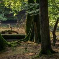 В ожидании... :: Николай Гирш В ожидании... :: Николай Гирш