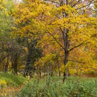 В октябре :: Александр Синдерёв