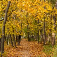 В осень :: Александр Синдерёв