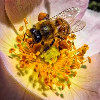 Работяга :: Игорь 