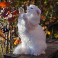 А я и так умею :: Сергей Ц