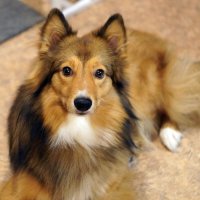 Шарик :: Павел Трунцев Шарик :: Павел Трунцев