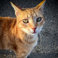 Любимый бездомный кот моей знакомой трёхцветной бездомной кошки :: Александр Деревяшкин