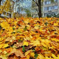 ***** :: Алексей Архипов