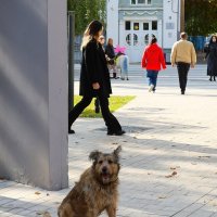 Так вот ты какой...Шариков... :: Evgeny Mameev