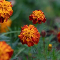 Краски золотой осени. Бархатцы :: villy 