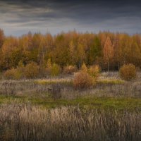 "Октябрьские берёзки"© :: Владимир Макаров