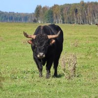 дикий мир осенью :: ИННА ПОРОХОВА