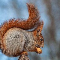 Белка. :: Nik Lovec