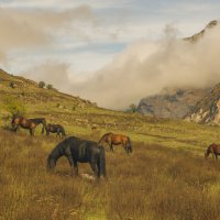 Пастораль :: Сергей Бабанов