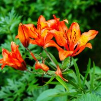 Городские цветы... Летнее настроение...)) 3 :: Игорь Тельцов