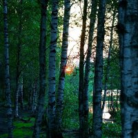 Лес... Берёзы... Закат... :: Игорь Тельцов