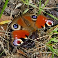 опять бабочки 12 :: Александр Прокудин