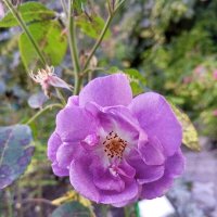 Розы :: Сапсан 