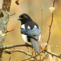 Сорока :: Светлана 