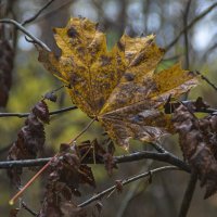 Визитная карточка октября. :: Сергей Фомичев