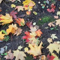 Осенние листья :: Наталья Герасимова Осенние листья :: Наталья Герасимова