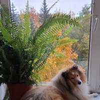 Очей очарование :: Валерия Яскович